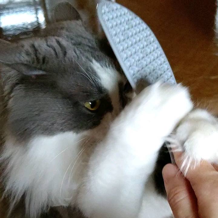 Ded7adad 3cd3 4290 8126 65774a5d81a6 1592021794823