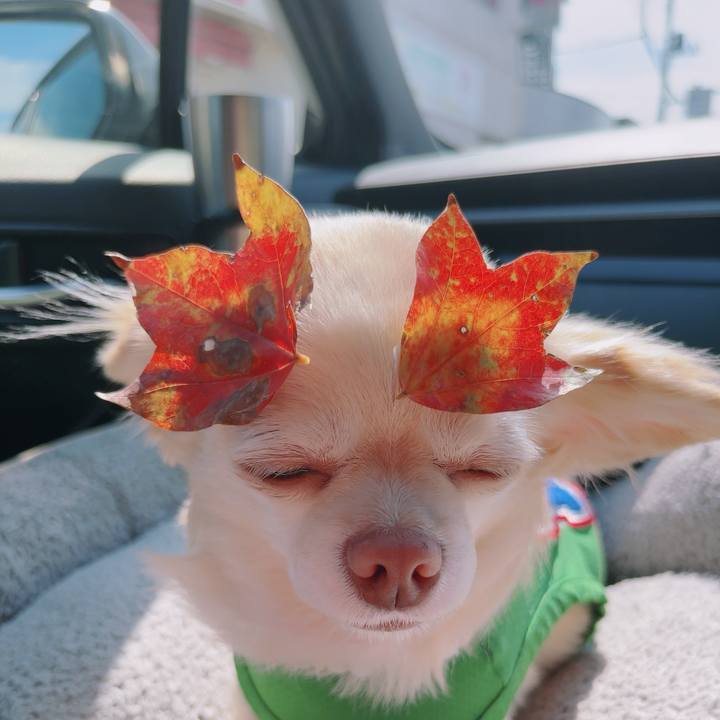 Deda9f0a bd3d 4e71 a2bb e84b87b1af7b 1758941438805