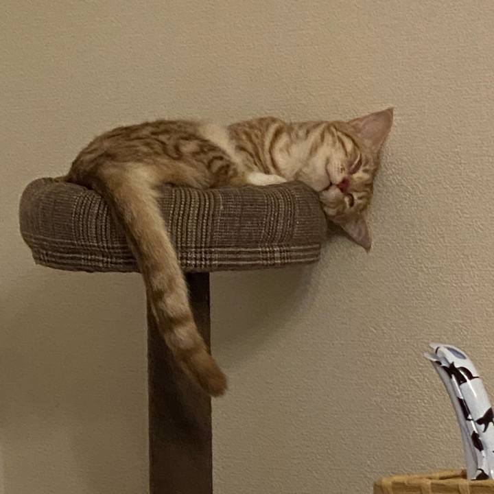 Dedb5a00 c7c4 44be b942 5ceadc6e32d6 1637669814787