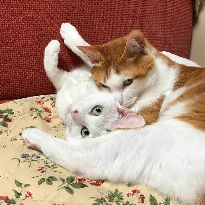 Dedd3389 01e7 4861 a46f 611a1169d325 1522929199025