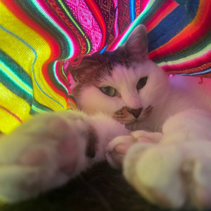 Dedda097 4cc1 40a4 919c f0d9ae8bd09f 1732970599637