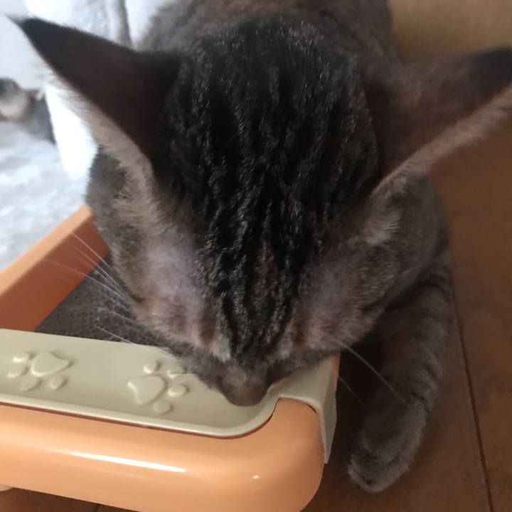 Dedeebb1 6cdd 4ee4 918e 15e173b24d8c 1595376996065