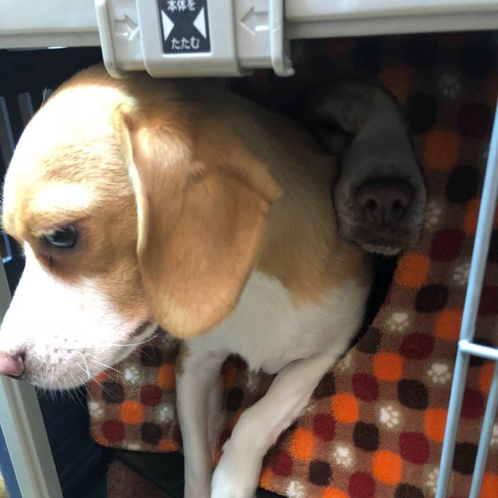 Dedf24e9 ce8c 48ec b9c8 257ab7c2855e 1541906183465