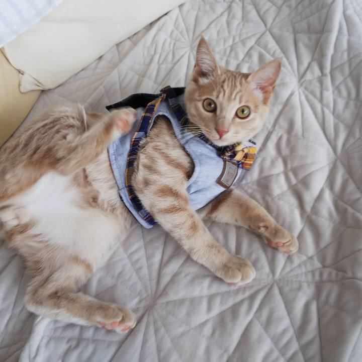 Dedfccff 8fb4 4cc4 8ae4 3755cc432c46 1546146162575