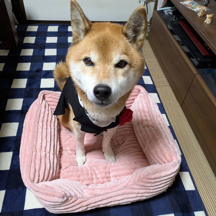 Dee0eac0 8c62 4a6a 9008 a0631f495524 1733746367202