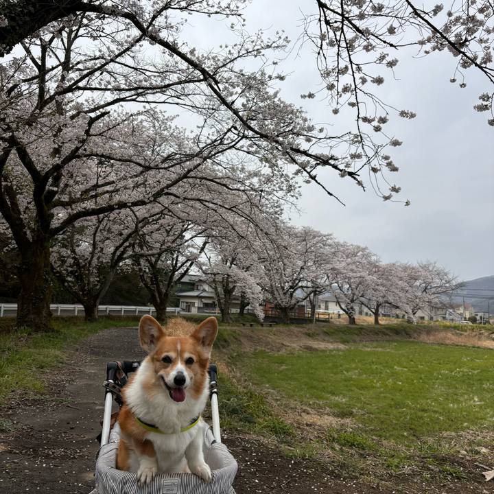 Dee5b829 d89c 42b8 a3fd cb5e3ea3b61c 1774841784360