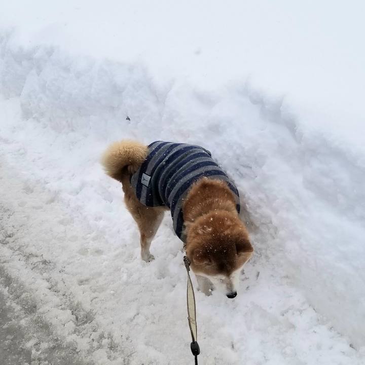 Dee6b77e 74e2 463d 8c71 d4c6af6801bd 1675049782548