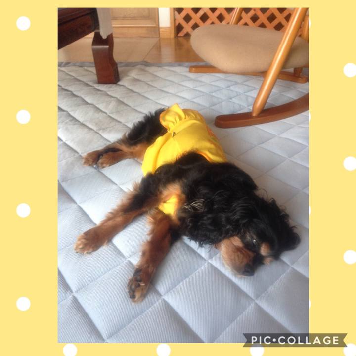 Dee99a2d 6c88 44c5 a205 5d170a04f709 1564991125232