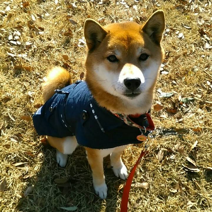 Deef27df 82f5 40af a72c 6f93e94baecd 1547169390584