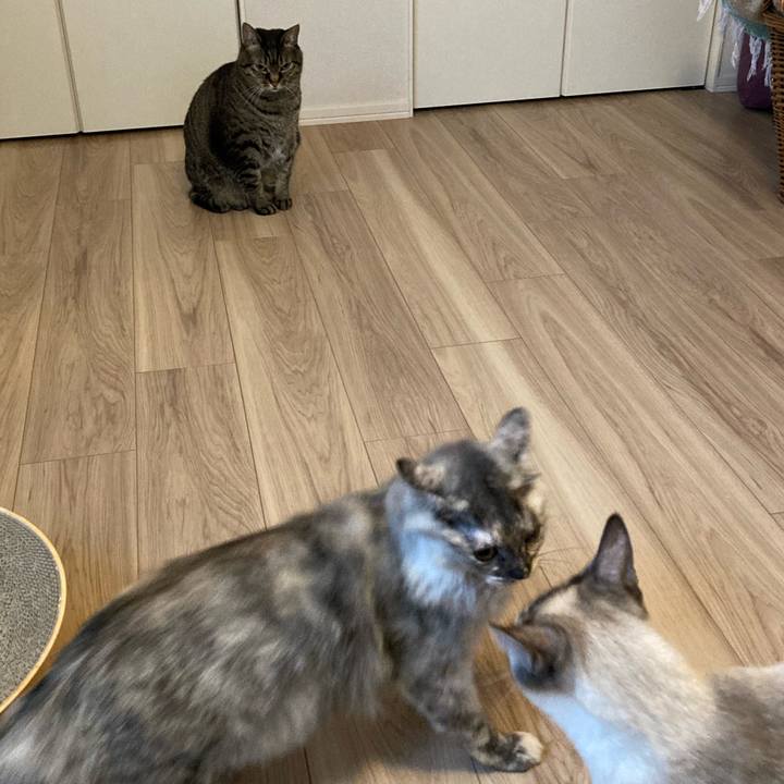 Deef3c72 b8f8 4d88 86c1 cf07270f9aaf 1711608232935