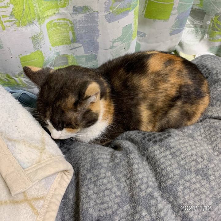 Def09e5c 67bd 408e 8409 0529074e1cc5 1636725246410