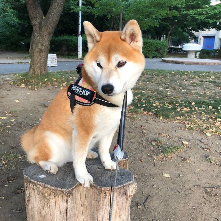 Def4e5a2 9476 4a04 a81a 3eefbd158f00 1565002846365