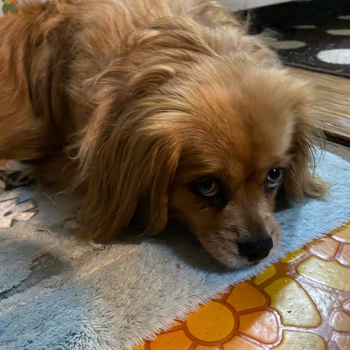 Def82eff e41e 4e55 9968 d311fcd7f4cf 1585520014700