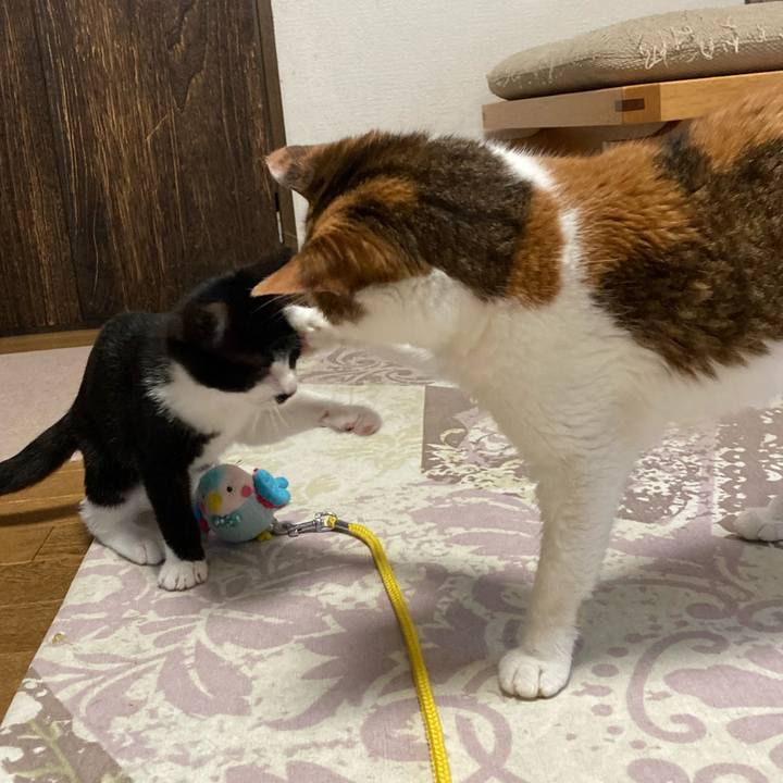 Def85818 a477 45d6 b2ee 69d1f5306823 1603964681711