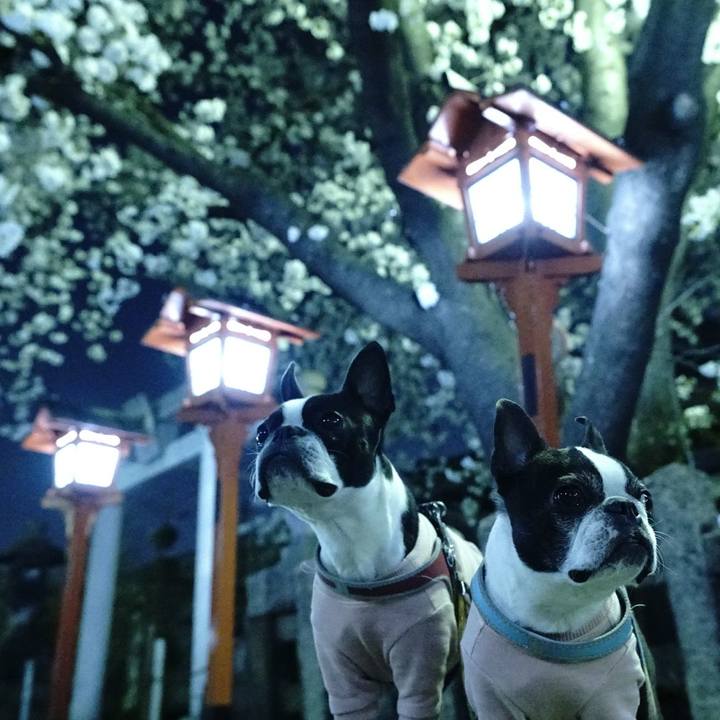 Deff5132 ace0 49b8 bd9e 9e4cc0c7e1bc 1522156324300