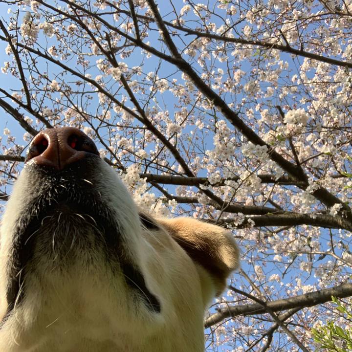 Df0bcd3a 89c6 4a0b bd48 a0656d6f8167 1554522638341