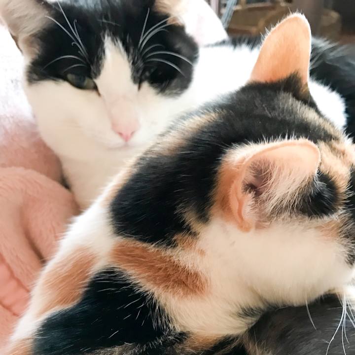 Df0fa1cc f3ec 46c7 a56c ab636a6ea884 1511965780927