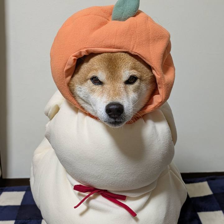 Df194a75 512a 4ed1 859e 558501acc431 1733481131496