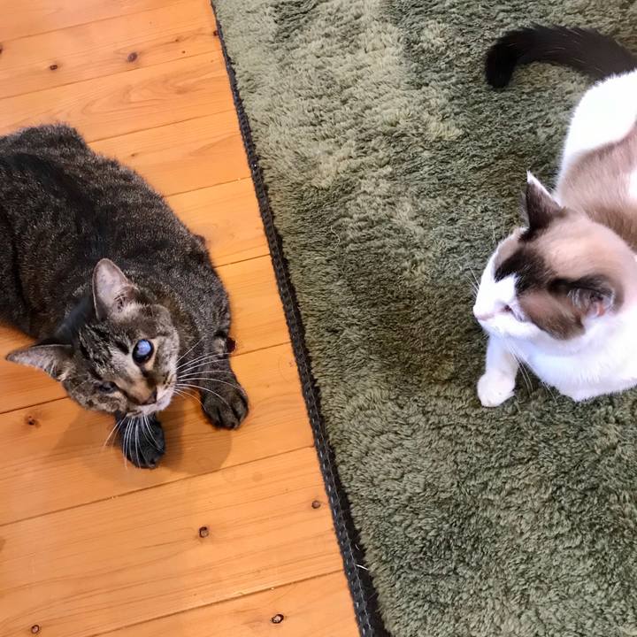 Df1c1500 fcce 4873 8ef3 58ac72f9bc33 1599464904900