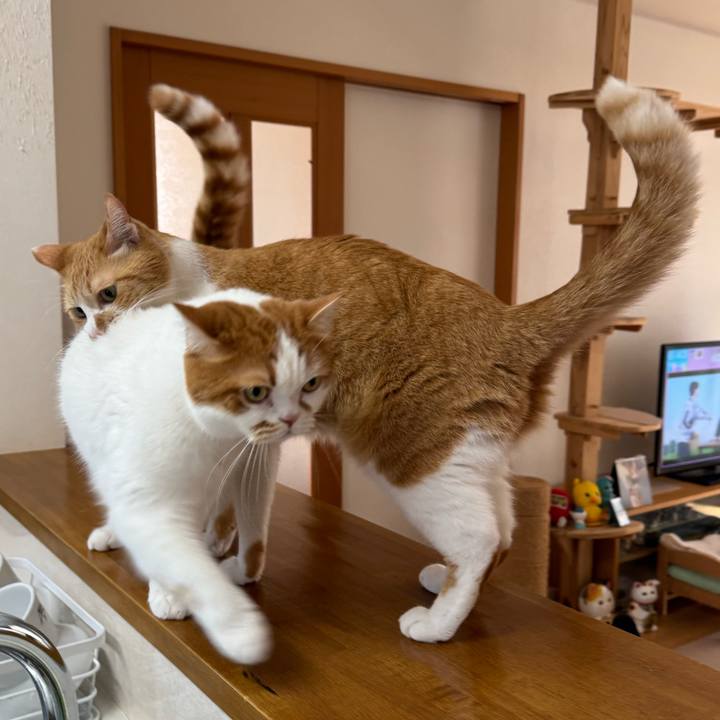 Df1d459f f7bb 4703 8380 ceb1ec1fa4c9 1775617260853