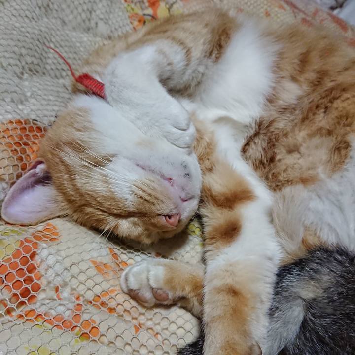 Df2bccb9 9f49 4314 8253 87f0bffd89cc 1572355305291