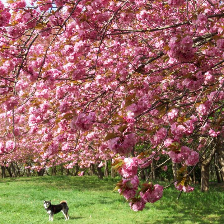 Df37f34a 18af 4de6 bef8 9d57c9d07948 1587960538443