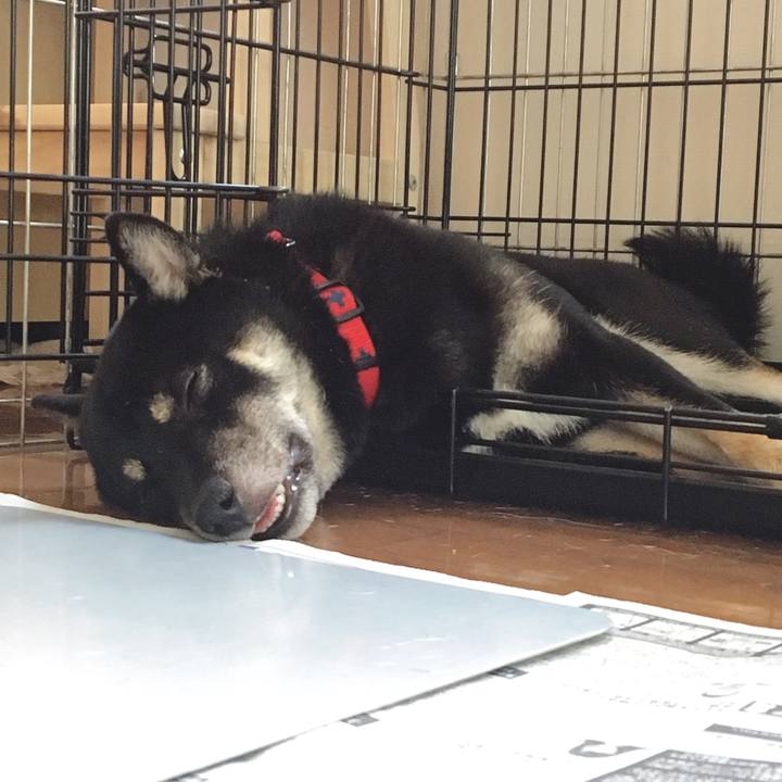 Df44f9f2 0aa8 4bf2 8e23 eae1030adb7d 1533911573959