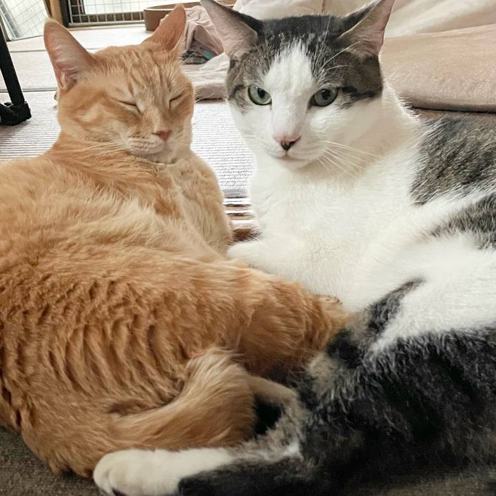 Df45633c 10e0 4662 b77b e75f1ef73884 1770538366061