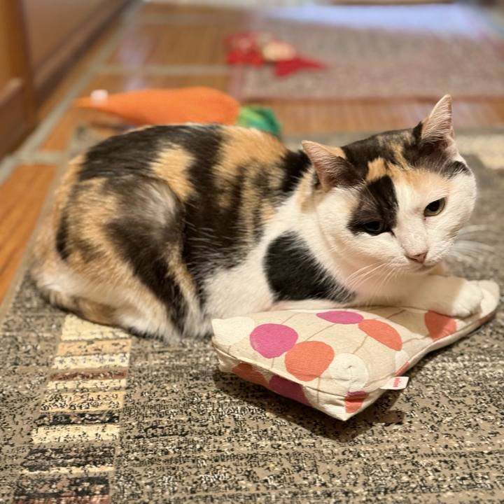 Df45ff74 0cc9 4811 9925 41ce1f191fbb 1759631254546