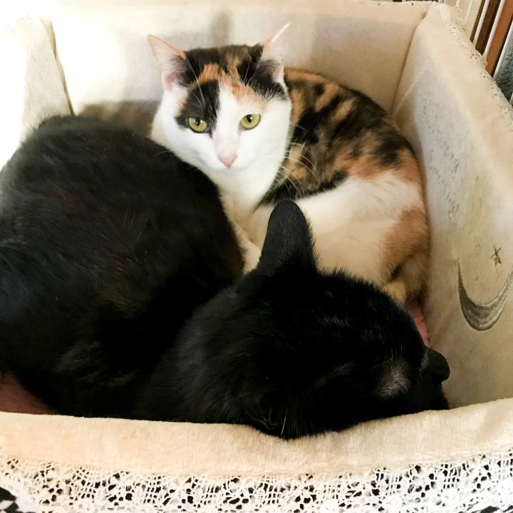 Df4ad2df 2753 4166 a0b5 8a27999f866d 1517878937250