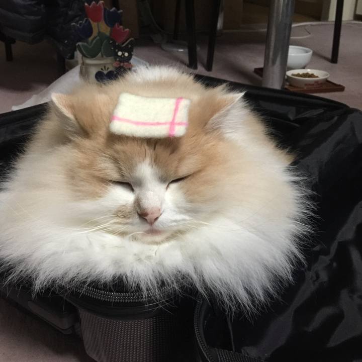 Df4b5b76 0278 4808 ad6b 01daf8b0aadb 1522935930421