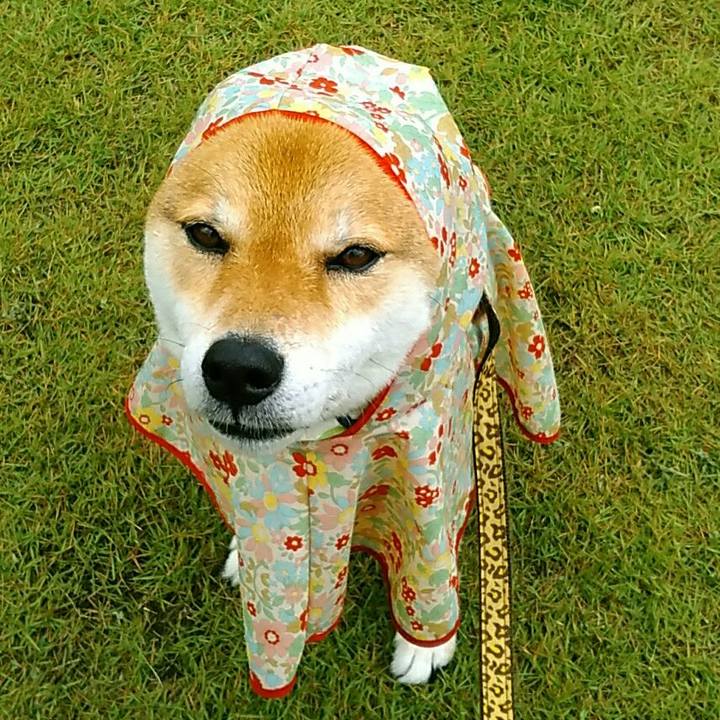 Df4ca8b0 ec83 413a a6c5 58b34eb7442b 1562203716837