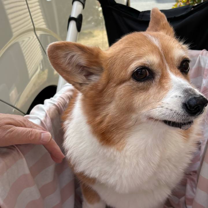 Df4d910e 39c6 4f01 8962 a1975d1677ab 1742383797871