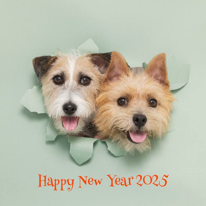 Df4db77f 4782 480a a839 007fb0bd65d9 1735682464979