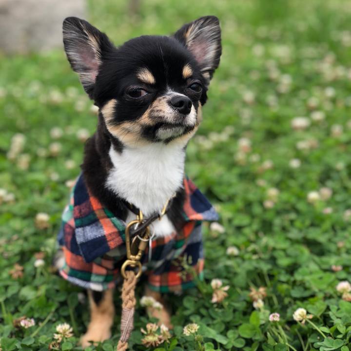 Df5591c4 8ad8 4770 b320 46f75c329b1c 1531732093185