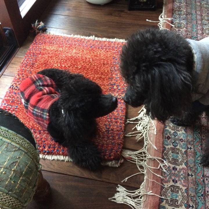 Df5cc8b5 01a1 4000 b5fc 438d701c4148 1514529072171