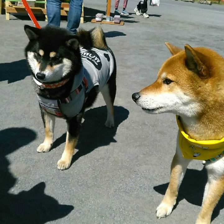 Df65f48f 46b6 45bd a39b dfefdc67da35 1553397224086