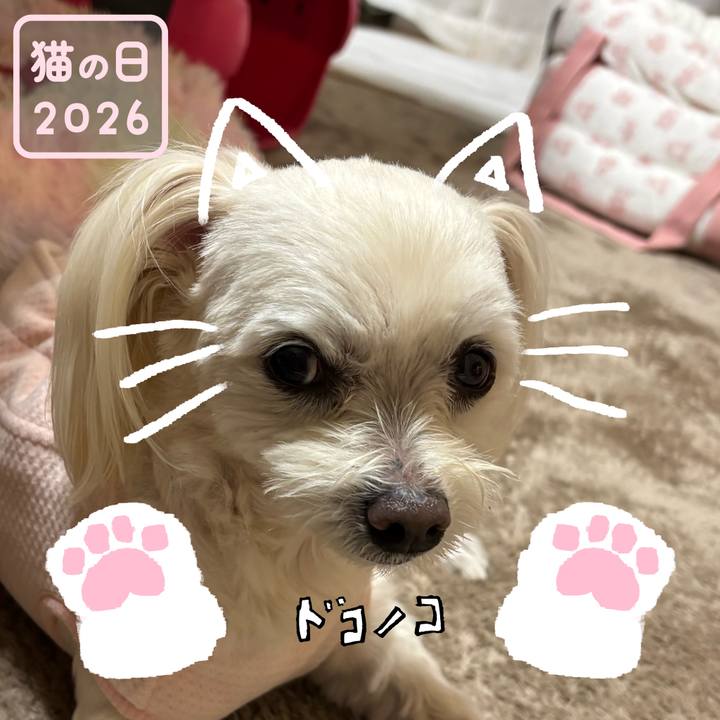 Df6668ce d94b 45ec a514 e10d81b7599d 1771718991296