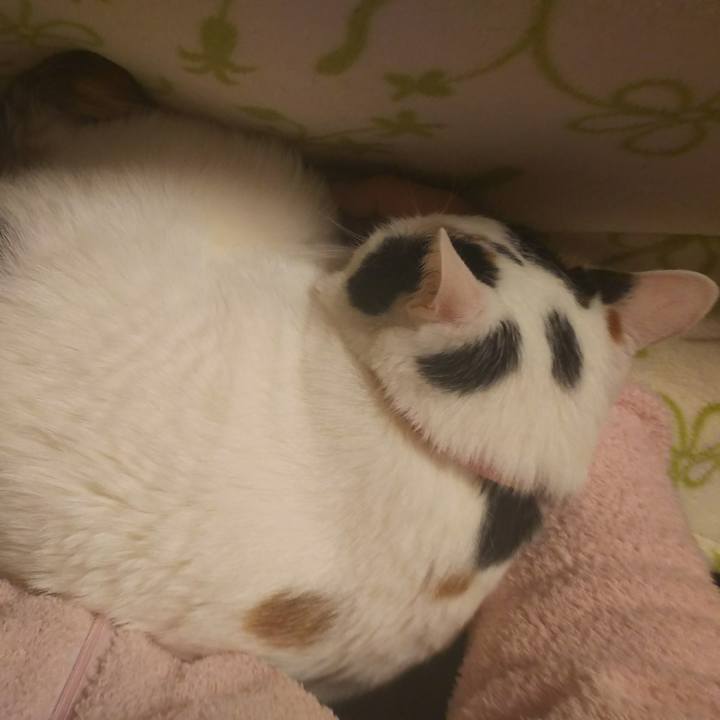 Df71f2c1 59f2 4106 a429 c09ae56bad2a 1520947869713