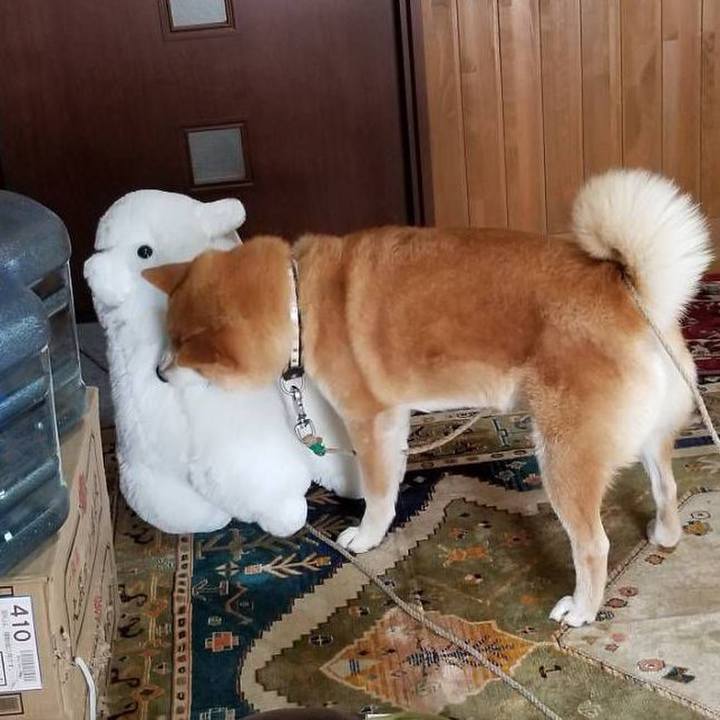 Df7823a0 2172 4a5a 84b3 c81609bcf8f4 1529988141996