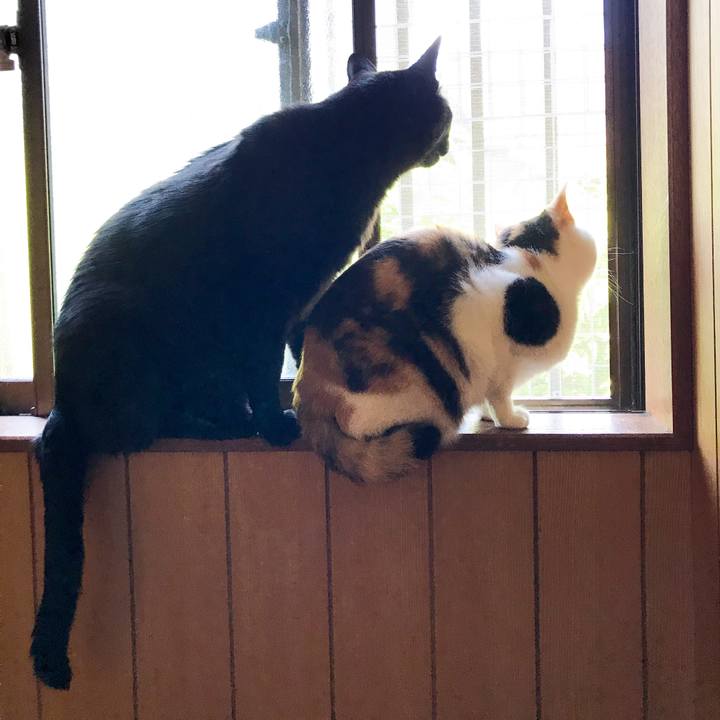 Df7b4a44 4a4a 408d 9288 661da10a6da2 1529420166276