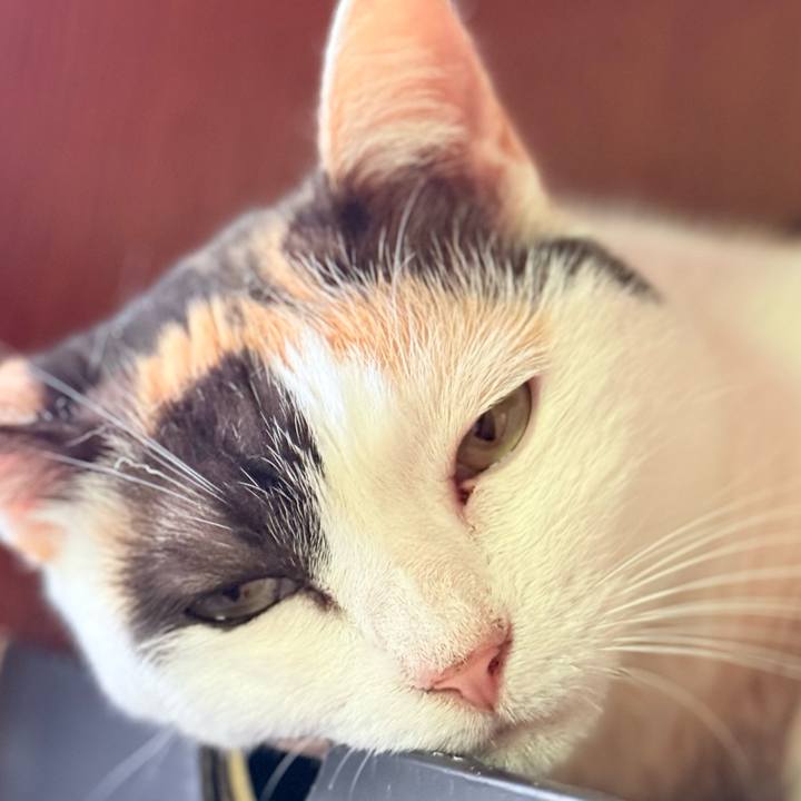 Df7e7f78 bbea 473a 92ea f44ba331f807 1753147725682