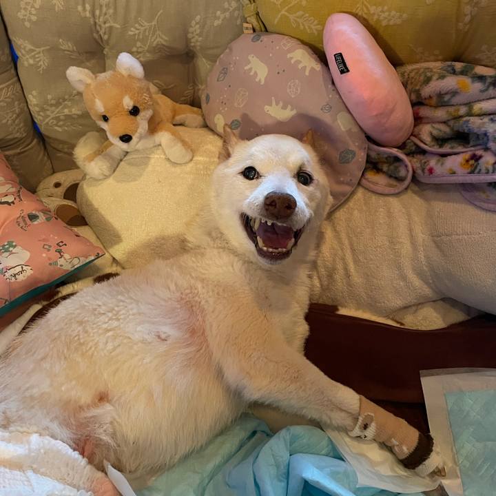 Df7f2707 4ea0 449d b400 a7f10acfafcb 1679042755355