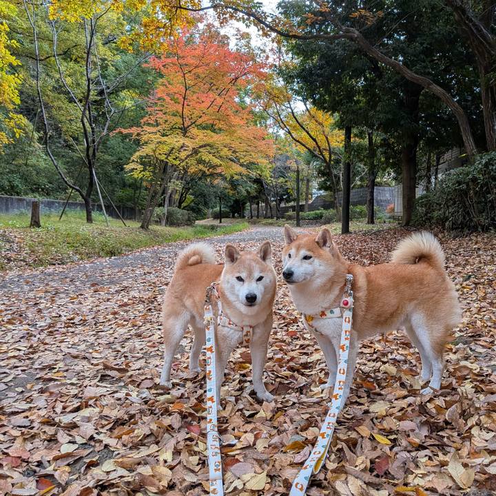 Df8279c1 0500 42e4 8de2 f08b90fcba51 1763431946783