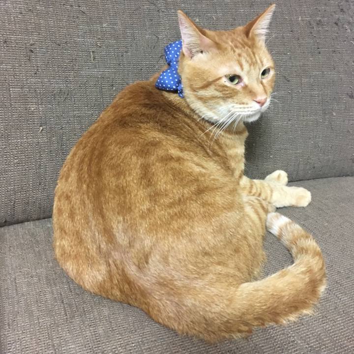 Df850f34 6719 4ce4 9d72 74f9a09b30c4 1544534881926