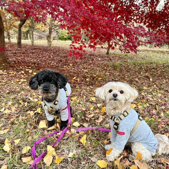 Df859a61 e7c0 4acd bb1e 251329744ea6 1764495302709