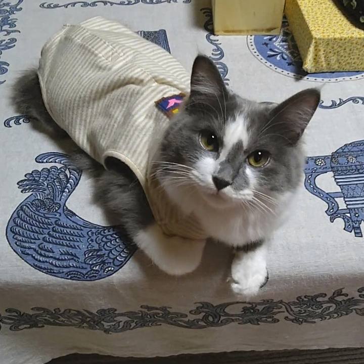 Df8625d4 de94 4f2f a8ea 2d4a4133ea07 1572990938430