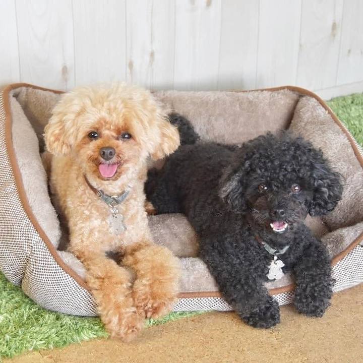 Df8713ca 2669 4a2c 921f 2d732790e90e 1598022243289