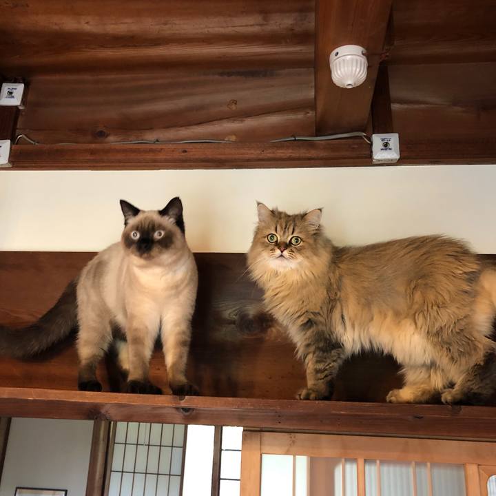 Df8ef3c2 4cb1 4f34 b6a8 5be228345a8f 1597288218170