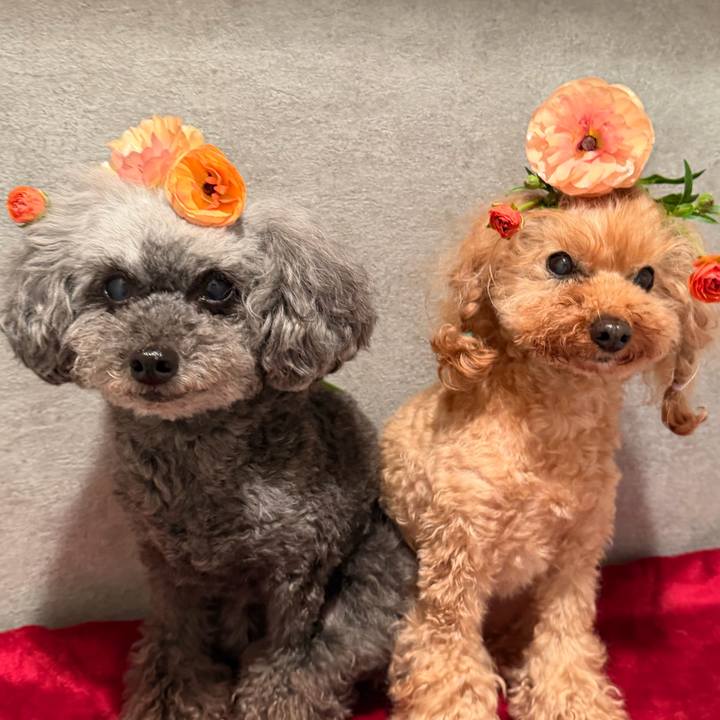 Df8f2358 6e53 44a5 9332 03cb146c1c59 1772508035078